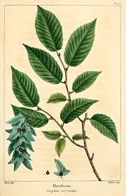 Attēlu rezultāti vaicājumam “Carpinus caroliniana”