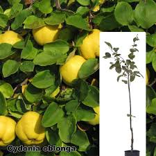 Attēlu rezultāti vaicājumam “Cydonia oblonga”