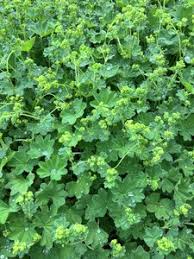 Attēlu rezultāti vaicājumam “Alchemilla subcrenata”