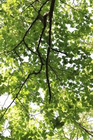 Attēlu rezultāti vaicājumam “Tilia amurensis”