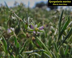 Attēlu rezultāti vaicājumam “Spergularia rubra flower”