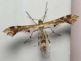 Attēlu rezultāti vaicājumam “Pterophoridae”