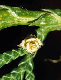 Attēlu rezultāti vaicājumam “Thuja plicata flower”
