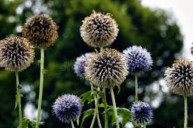 Image result for Echinops spaerocephalus