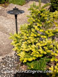 Attēlu rezultāti vaicājumam “Abies koreana”