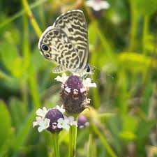 Attēlu rezultāti vaicājumam “Phleum phleoides fruit”