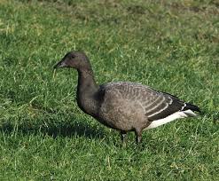 Attēlu rezultāti vaicājumam “Branta bernicla adult”