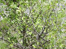 Attēlu rezultāti vaicājumam “Lycogala botrydium sessile”