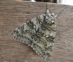 Attēlu rezultāti vaicājumam “Catocala fraxini”