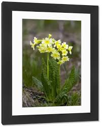 Attēlu rezultāti vaicājumam “Primula elatior flower”