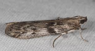 Attēlu rezultāti vaicājumam “Zophodia grossulariella”