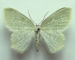 Attēlu rezultāti vaicājumam “Jodis putata”