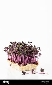 Image result for Rettich