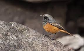 Attēlu rezultāti vaicājumam “Phoenicurus ochruros”