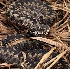 Attēlu rezultāti vaicājumam “Vipera berus adult”