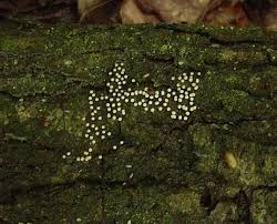 Attēlu rezultāti vaicājumam “Diderma umbilicatum”