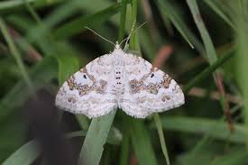 Attēlu rezultāti vaicājumam “Xanthorhoe montanata”