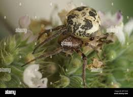 Attēlu rezultāti vaicājumam “Larinioides cornutus female”