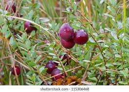 Attēlu rezultāti vaicājumam “Oxycoccus bud”