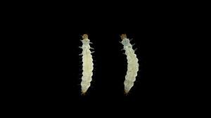 Attēlu rezultāti vaicājumam “Cucujus cinnaberinus larva”