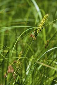 Attēlu rezultāti vaicājumam “Carex atherodes”