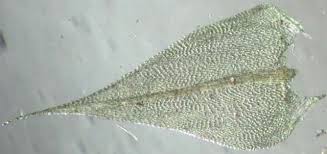 Attēlu rezultāti vaicājumam “Cratoneuron filicinum”