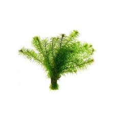 Attēlu rezultāti vaicājumam “Najas major”