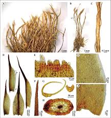 Attēlu rezultāti vaicājumam “Distichium capillaceum”