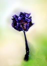 Attēlu rezultāti vaicājumam “Barbeyella minutissima”