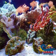 Image result for tridacna