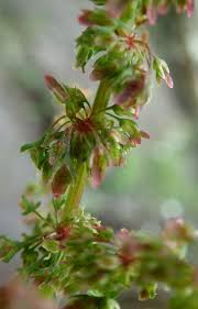 Attēlu rezultāti vaicājumam “Rumex obtusifolius flower”