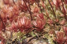 Attēlu rezultāti vaicājumam “Bryum pallens”