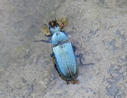 Attēlu rezultāti vaicājumam “Platycerus caraboides”