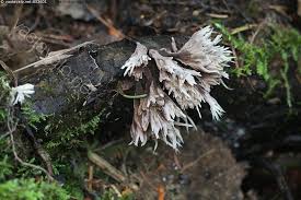 Attēlu rezultāti vaicājumam “Thelephora penicillata”