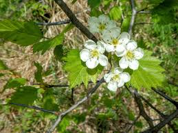 Attēlu rezultāti vaicājumam “Crataegus chrysocarpa”