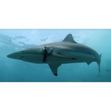 Image result for Carcharhinus brevipinna