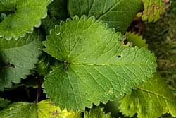 Attēlu rezultāti vaicājumam “Stachys officinalis leaf”