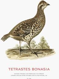 Attēlu rezultāti vaicājumam “Tetrastes bonasia”