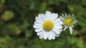 Image result for Kamille