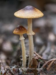 Attēlu rezultāti vaicājumam “Amaurochaete atra young”