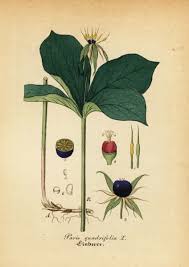 Attēlu rezultāti vaicājumam “Paris quadrifolia”