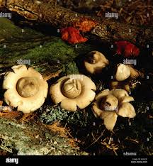 Attēlu rezultāti vaicājumam “Geastrum”