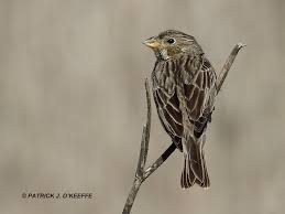 Image result for Emberiza calandra