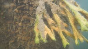 Attēlu rezultāti vaicājumam “Spongilla lacustris”