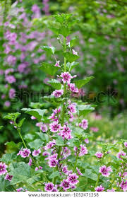 Attēlu rezultāti vaicājumam “Lythraceae”