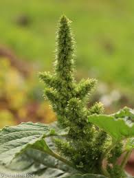 Attēlu rezultāti vaicājumam “Amaranthus retroflexus”