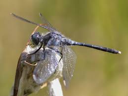 Attēlu rezultāti vaicājumam “Leucorrhinia”