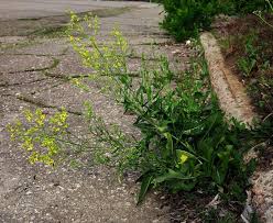 Attēlu rezultāti vaicājumam “Sisymbrium volgense”