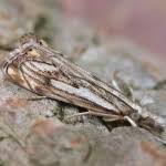 Attēlu rezultāti vaicājumam “Catoptria falsella”