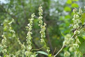 Attēlu rezultāti vaicājumam “Fallopia dumetorum leaf”